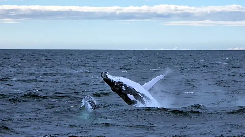 Whale watching Port Stephens tour
